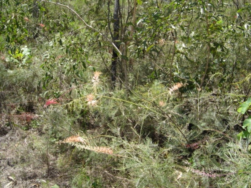 Lot 6 255 Elizabeth Valley Rd, Noonamah NT 0837