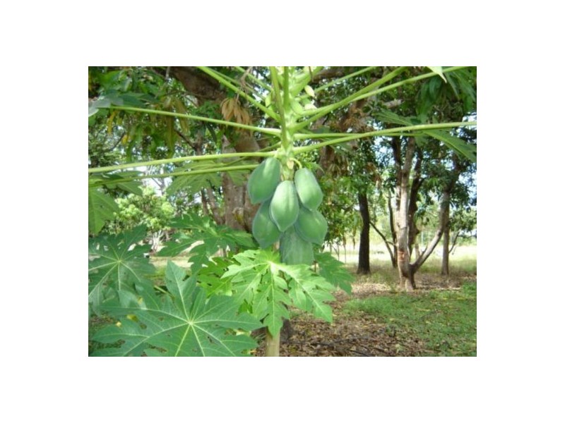 65 Barker Rd, Howard Springs NT 0835