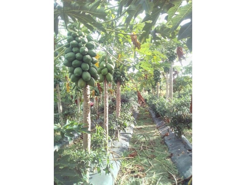 690 Haynes Rd, Adelaide River NT 0846