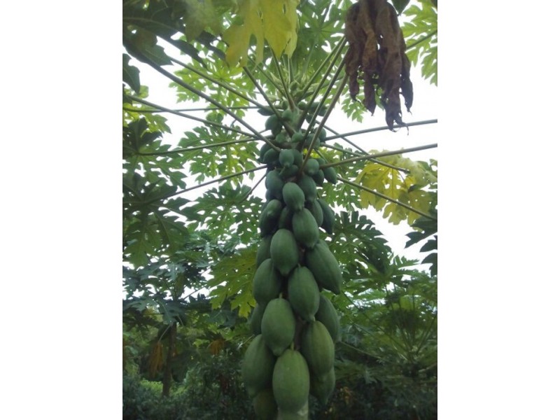 690 Haynes Rd, Adelaide River NT 0846