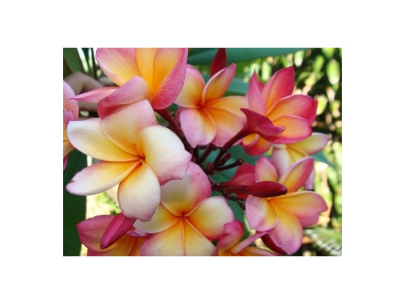 3 Swannel Street, Adelaide River NT 0846