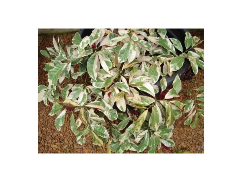 13 Kafcaloudes, Moulden NT 0830