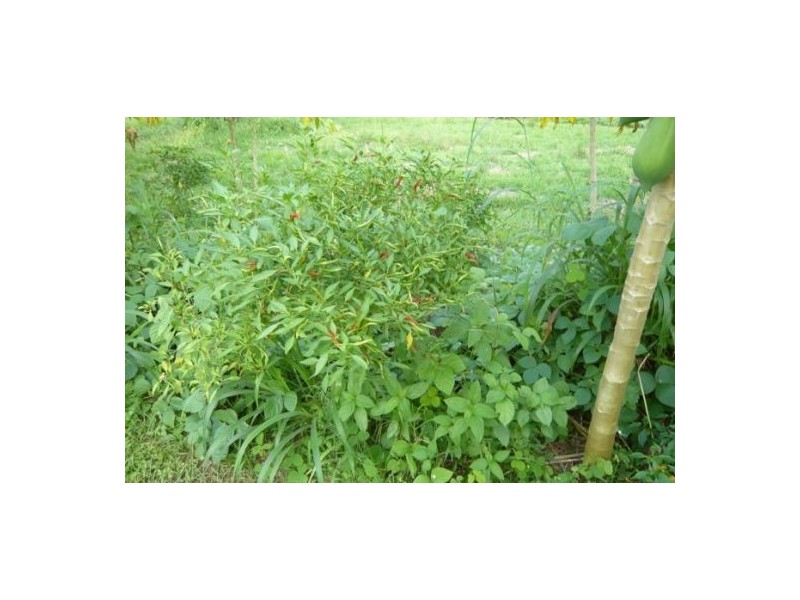 50 Keiley Rd, Humpty Doo NT 0836