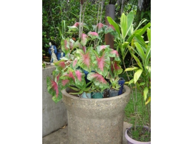 345 Arnhem Hwy, Humpty Doo NT 0836