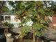 820 Pioneer Dr, Humpty Doo NT 0836