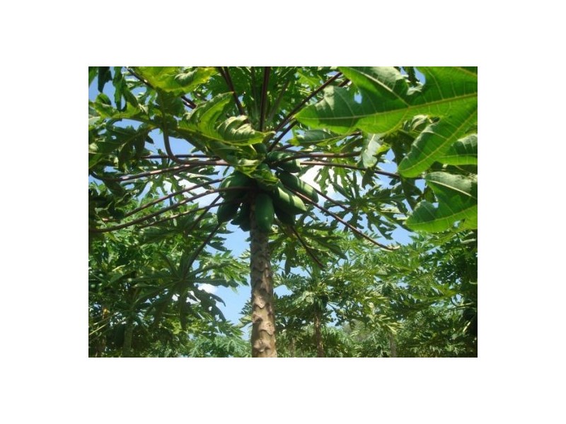 830 Anzac Parade, Middle Point NT 0822