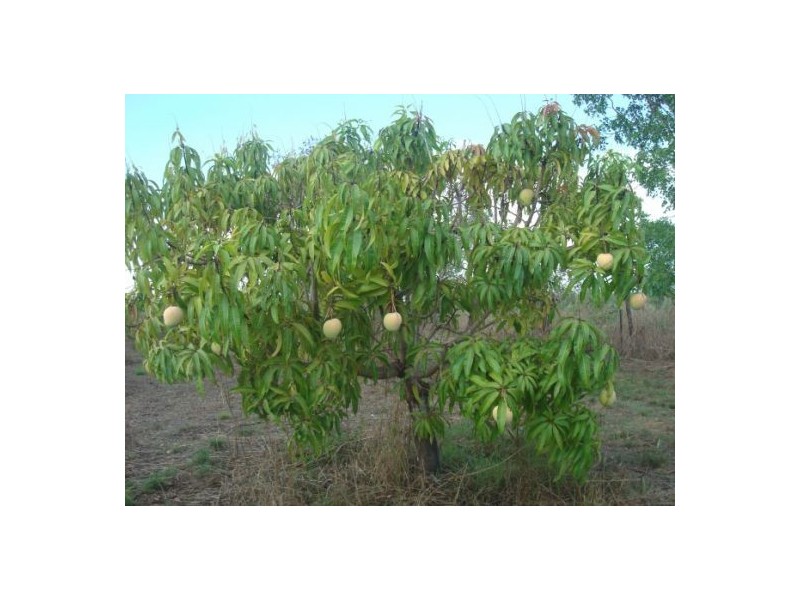 320 Meade Rd, Darwin River NT 0841