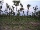 225 Wright Rd, Marrakai NT 0822