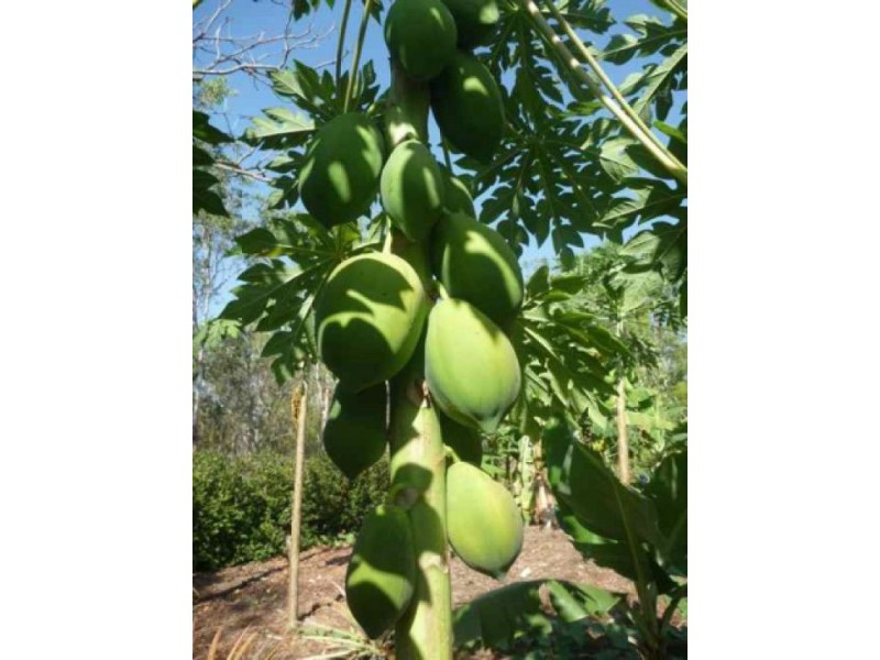 24 Whistler Crt, Howard Springs NT 0835