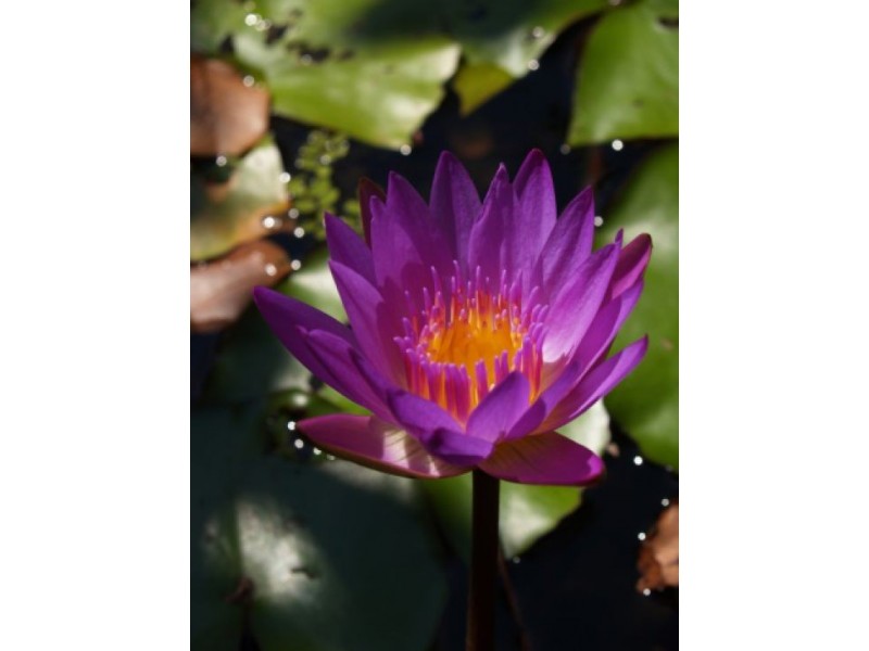 24 Whistler Crt, Howard Springs NT 0835