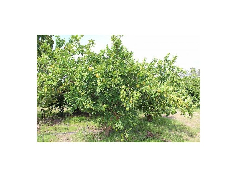 60 Gulnare Road, Bees Creek NT 0822