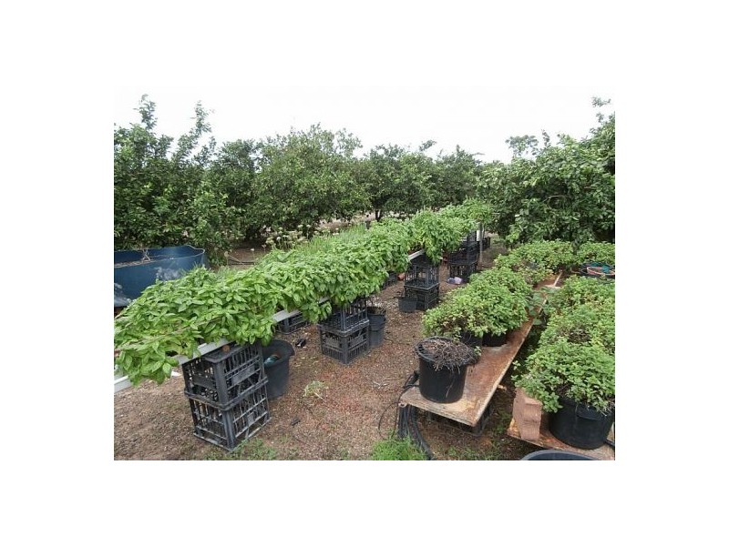 60 Gulnare Road, Bees Creek NT 0822