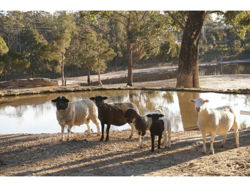 12 Pritchard Avenue, Woollamia NSW 2540