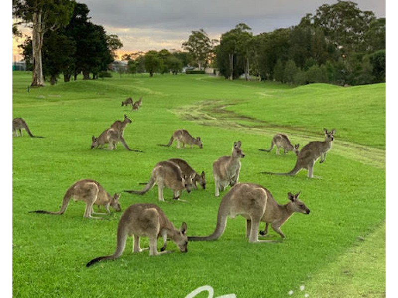 56 Fairway Drive, Sanctuary Point NSW 2540