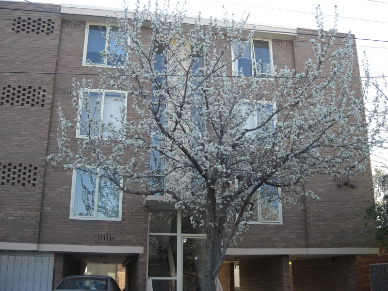 16/5A Powell Street, South Yarra VIC 3141