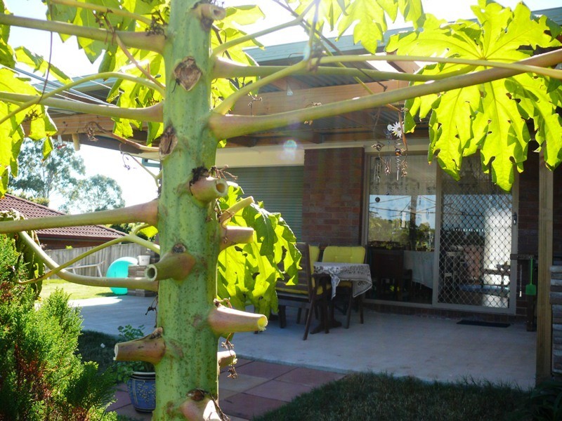 33 Copperfield Drive, Eagleby QLD 4207