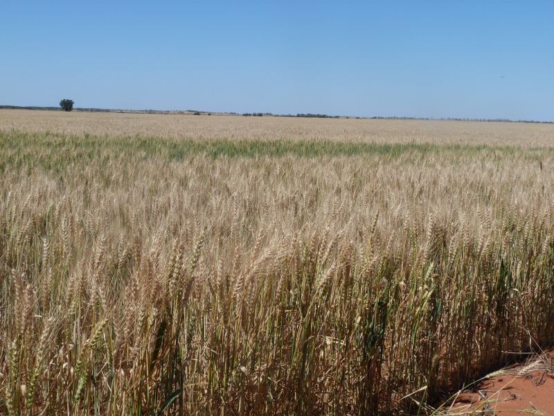 3810 Balla-Whelarra Road, Binnu WA 6532