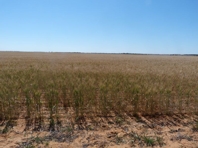 3810 Balla-Whelarra Road, Binnu WA 6532