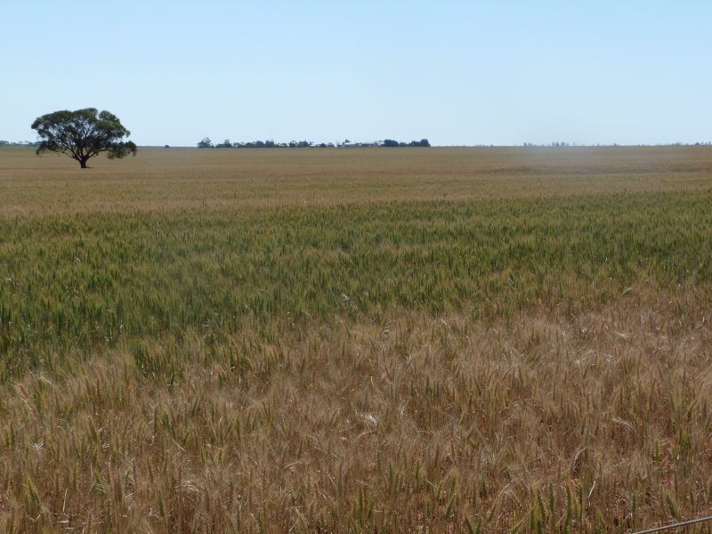 3810 Balla-Whelarra Road, Binnu WA 6532