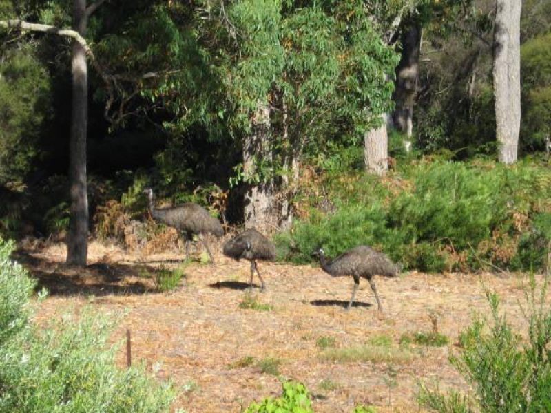 Lot26 Johnston Road, Jalbarragup, Nannup WA 6275