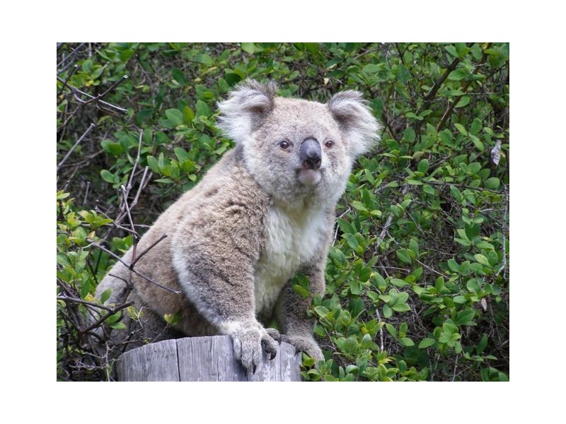 Invergowrie NSW 2350