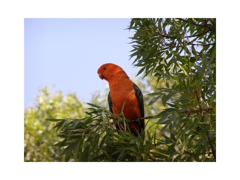 Invergowrie NSW 2350