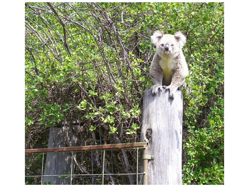 Invergowrie NSW 2350