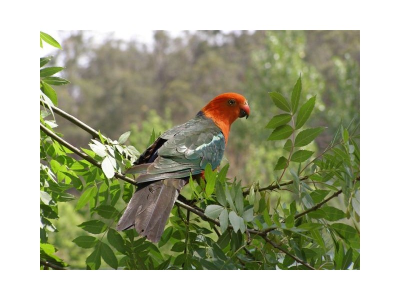 Invergowrie NSW 2350