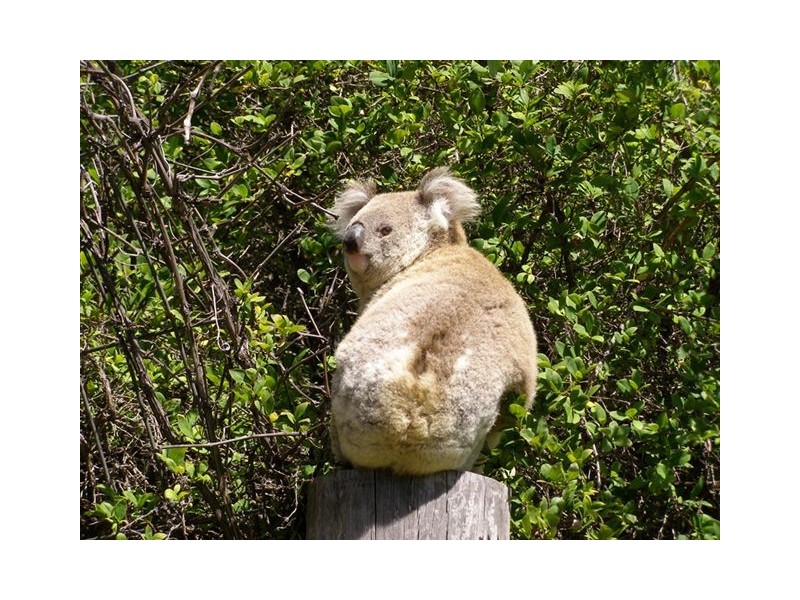 Invergowrie NSW 2350