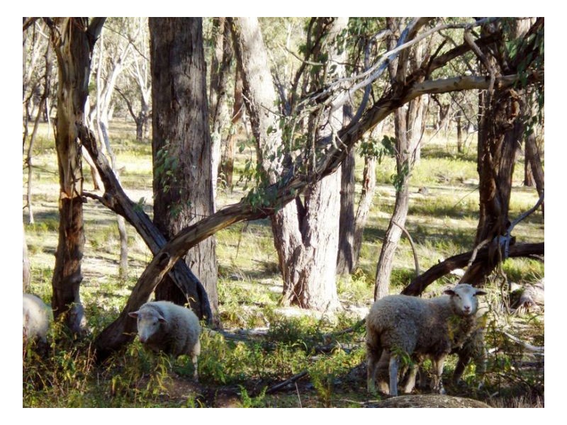 302 Moonbi Gap Road, Moonbi NSW 2353