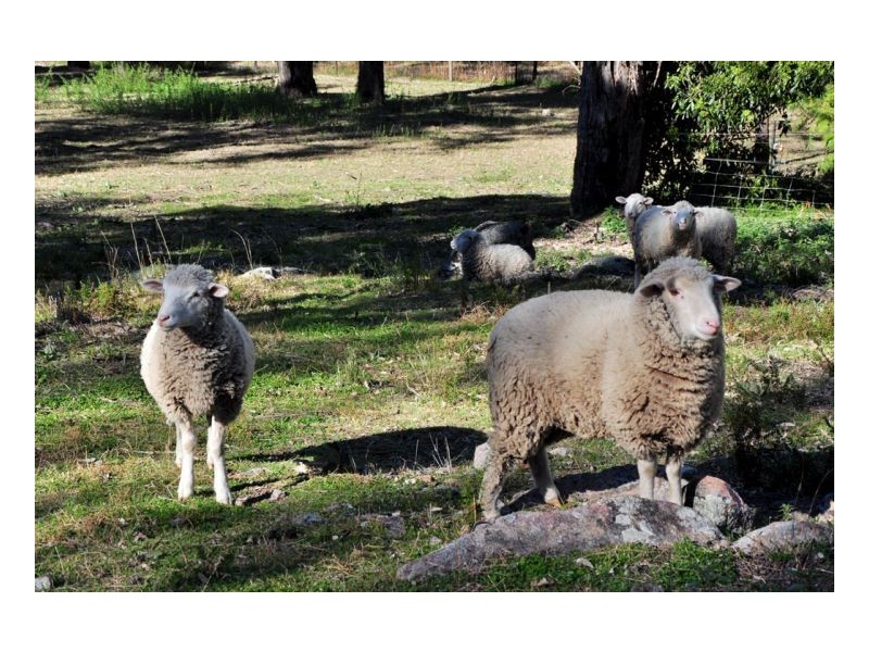 302 Moonbi Gap Road, Moonbi NSW 2353