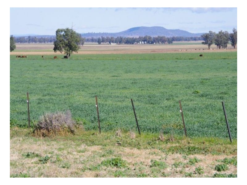 808 Oakey Creek Road, Piallaway NSW 2342