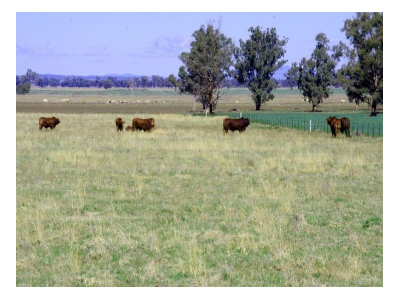 808 Oakey Creek Road, Piallaway NSW 2342