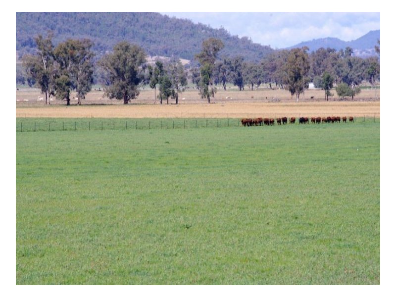 808 Oakey Creek Road, Piallaway NSW 2342