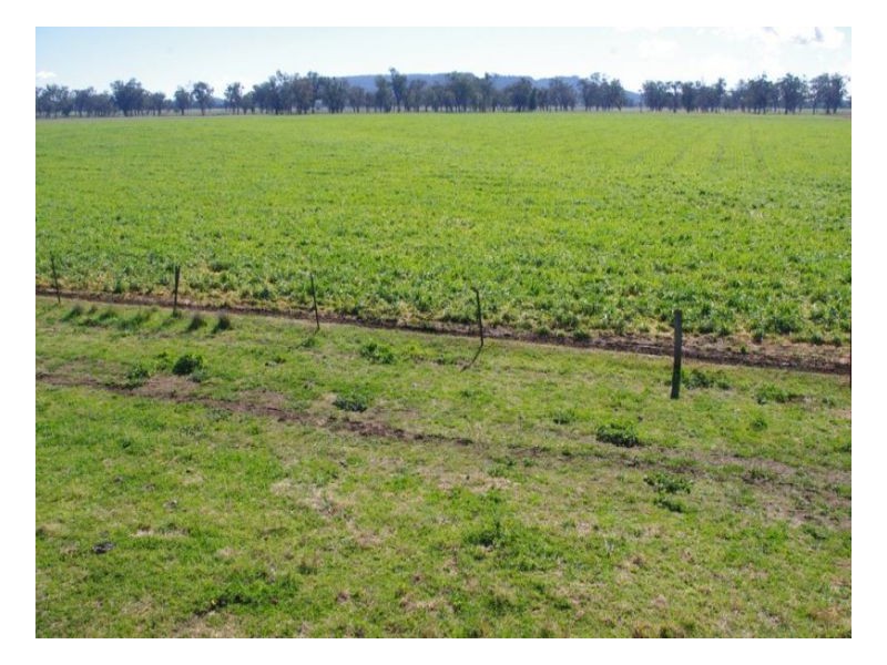 808 Oakey Creek Road, Piallaway NSW 2342