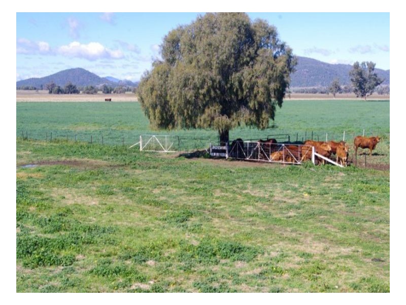 808 Oakey Creek Road, Piallaway NSW 2342