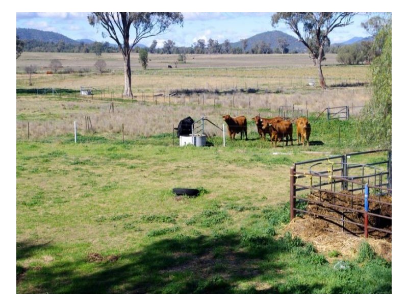 808 Oakey Creek Road, Piallaway NSW 2342