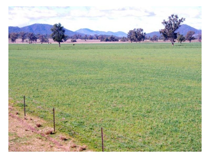 808 Oakey Creek Road, Piallaway NSW 2342