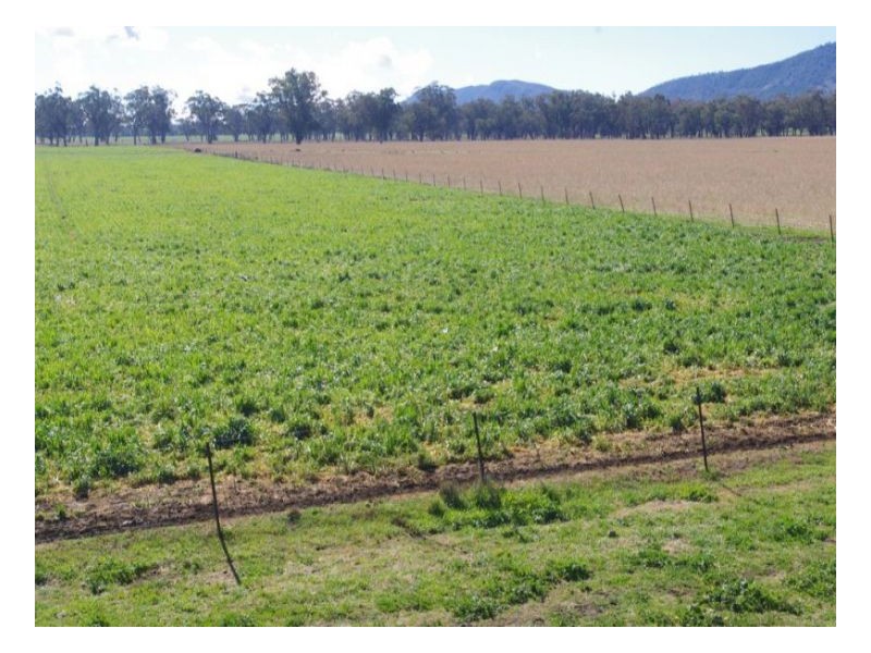 808 Oakey Creek Road, Piallaway NSW 2342