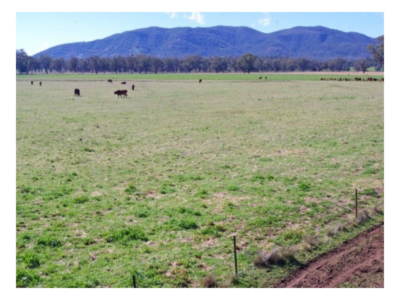 808 Oakey Creek Road, Piallaway NSW 2342