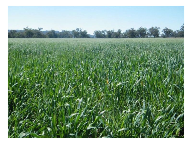 808 Oakey Creek Road, Piallaway NSW 2342