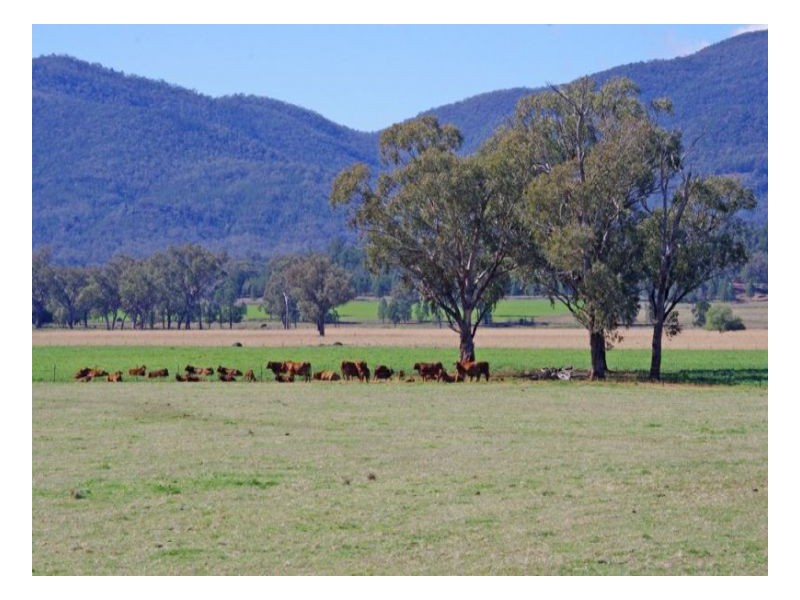 808 Oakey Creek Road, Piallaway NSW 2342