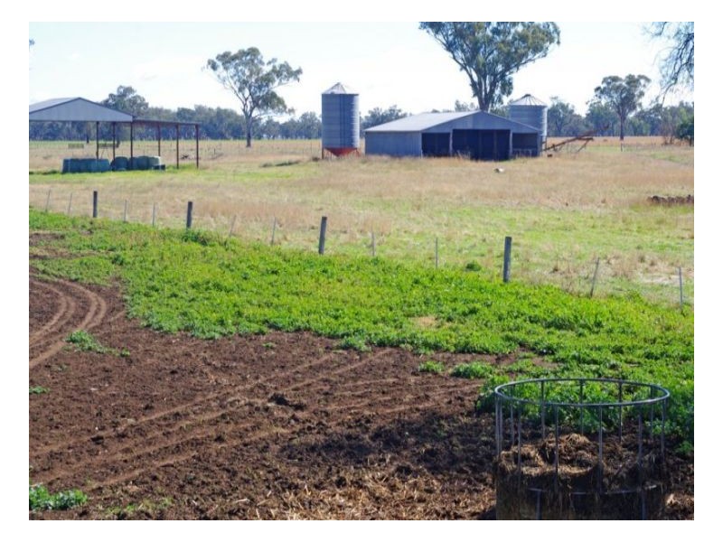 808 Oakey Creek Road, Piallaway NSW 2342