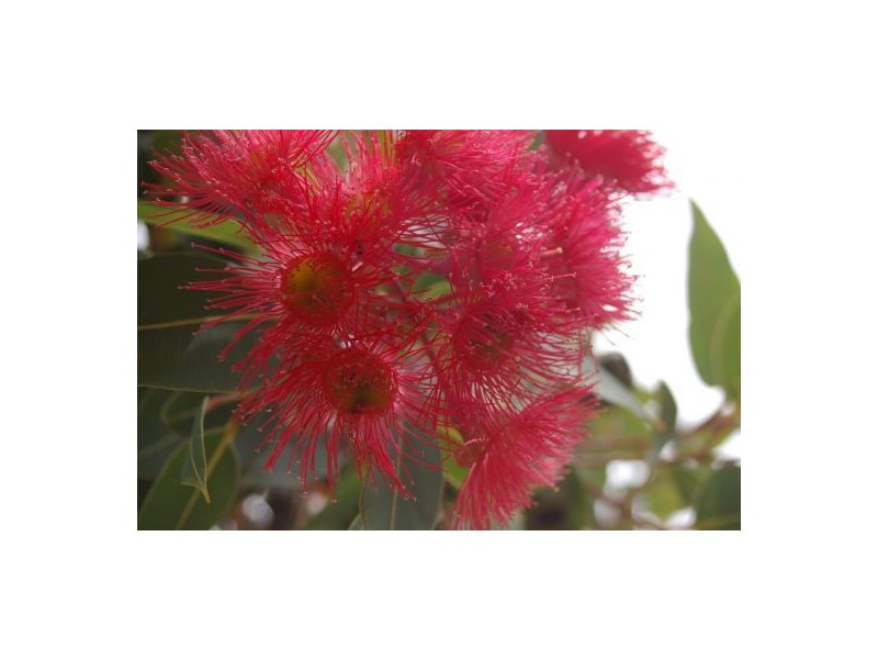 83 Bourke Street, Tamworth NSW 2340