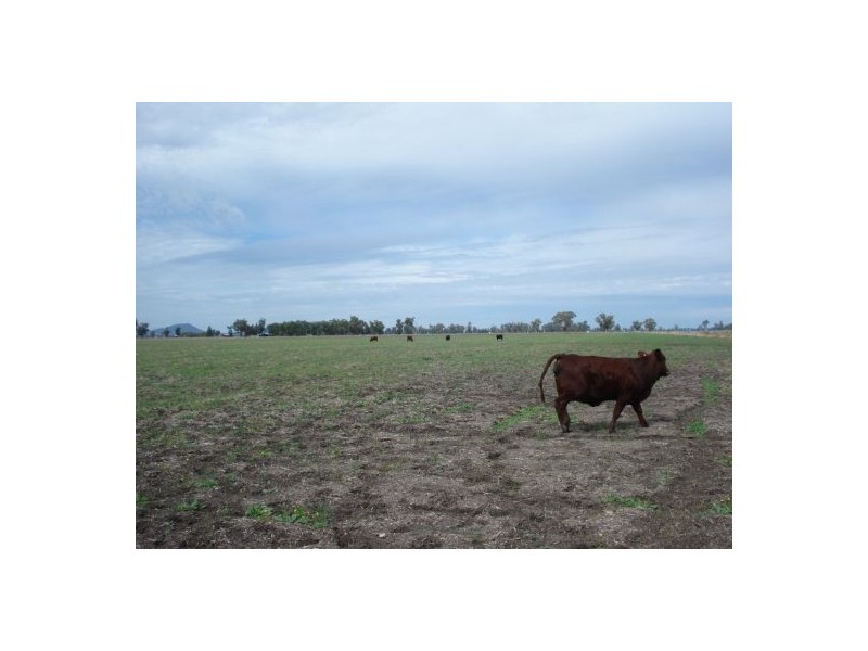 787 Denver Lane, Piallaway NSW 2342