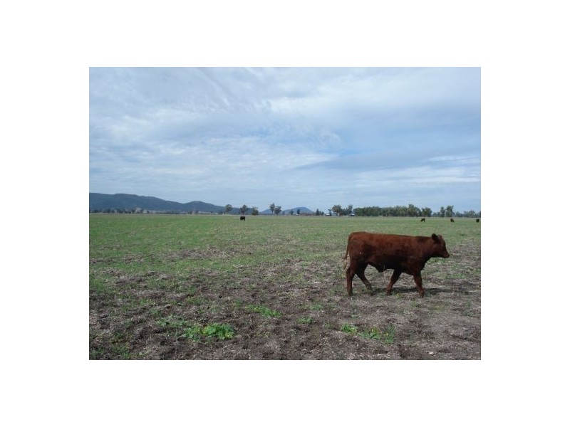 787 Denver Lane, Piallaway NSW 2342