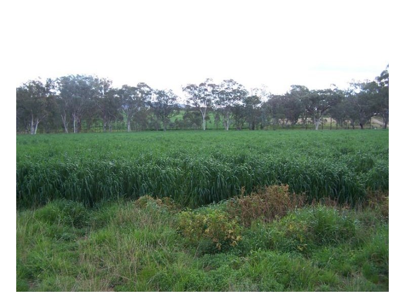 555 Bartons Lane, Duri NSW 2344
