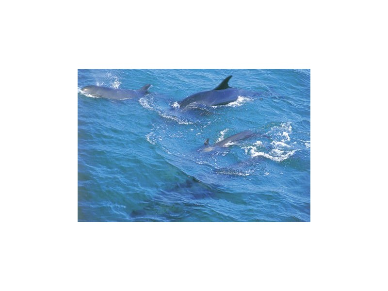 15/123 Myola Tourist Park, Myola NSW 2540