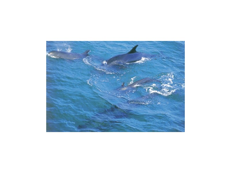 28 Haiser Road, Greenwell Point NSW 2540