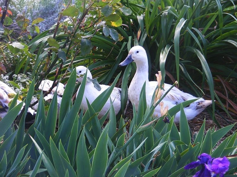 58 Wyanga Cres, Worrigee NSW 2540